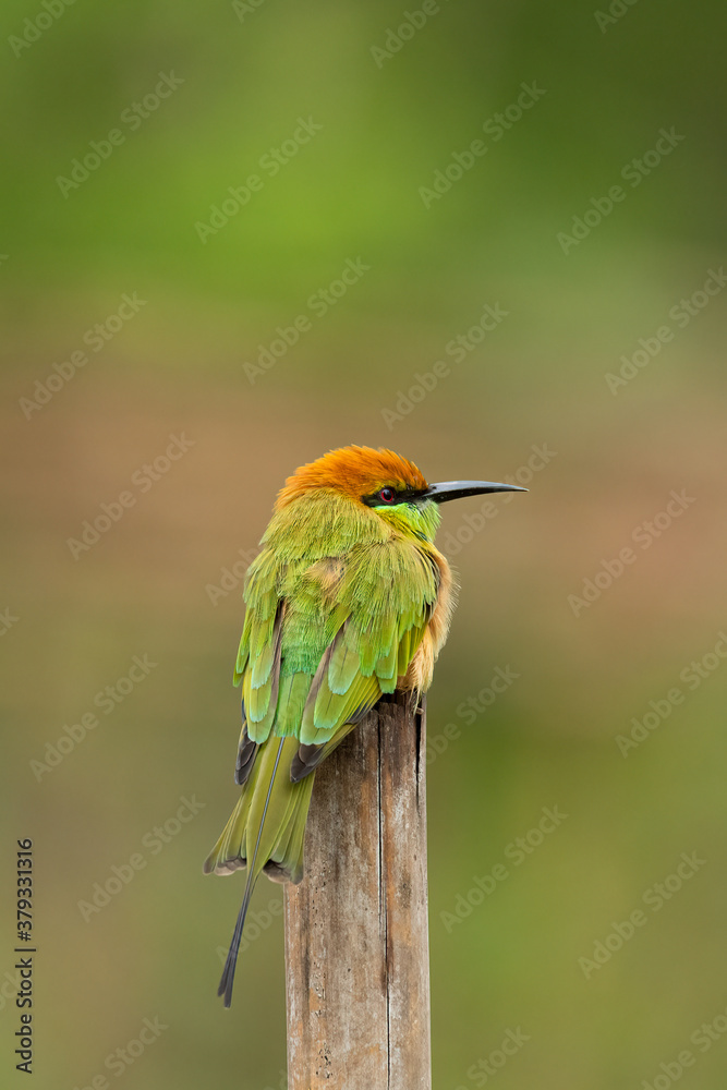 custom made wallpaper toronto digitalGreen Bee-Eater perching on bamboo stump looking into a distance