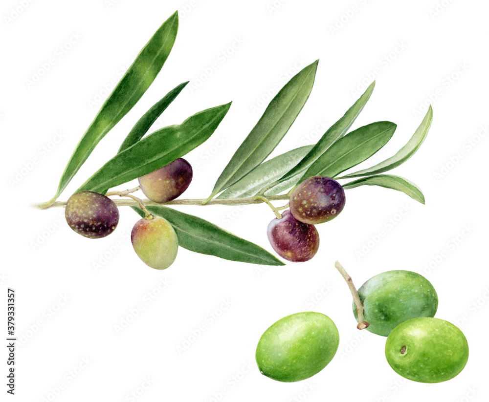 Olives branch and olives watercolor illustration isolated on white background