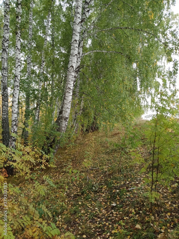 Fototapeta premium footpath in the forest