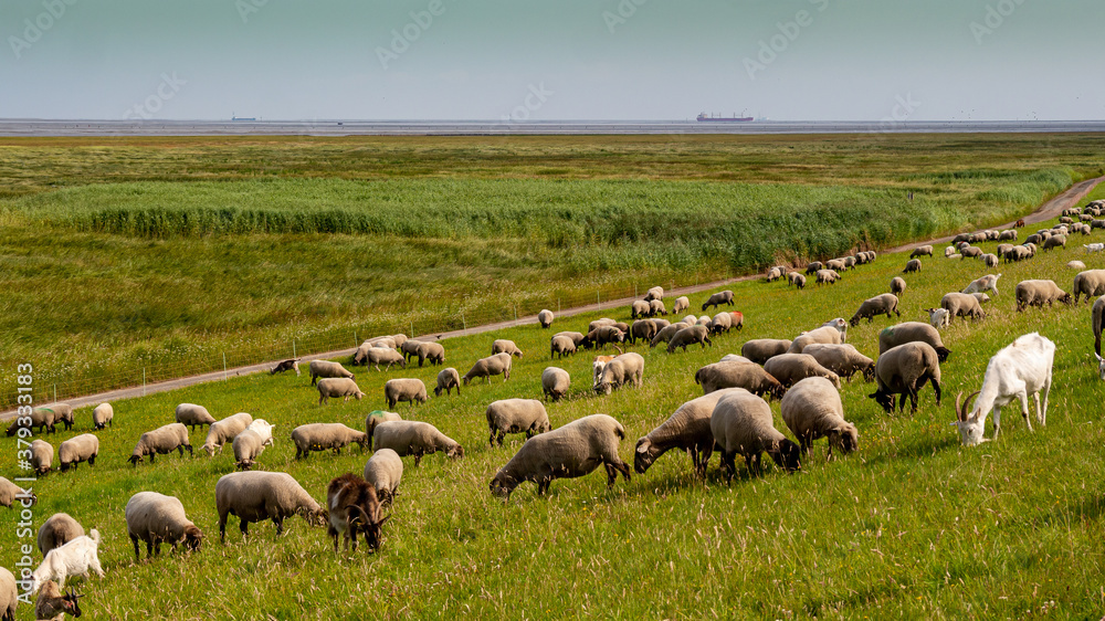Fototapeta premium Grasende Schafe und Ziegen am Deich zwischen Cuxhaven Sahlenburg und Cuxhaven Duhnen