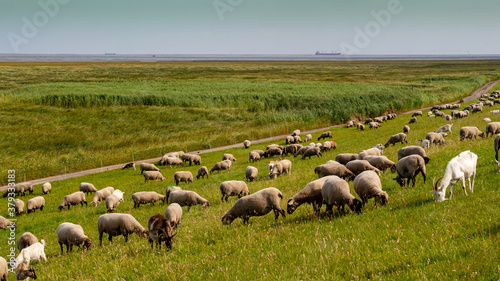 Grasende Schafe und Ziegen am Deich zwischen Cuxhaven Sahlenburg und Cuxhaven Duhnen