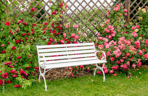 Fototapeta Naklejka Na Ścianę i Meble -  White romantic style park bench in lush colorful blossom rose garden in summer day. Brown wood mesh grid wall panel, plant hanger.