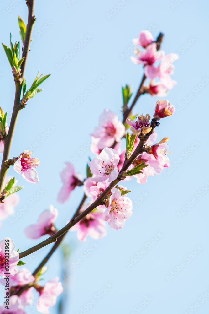 Close-up of tree branch with pastel pink springtime flowers and blue sky background. Close-up of tree branch with pastel pink springtime flowers and blue sky background.