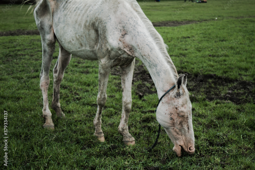 Naklejka premium mare eating grass