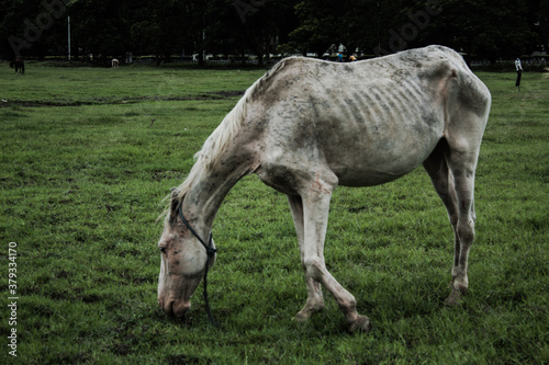 horse eating grass