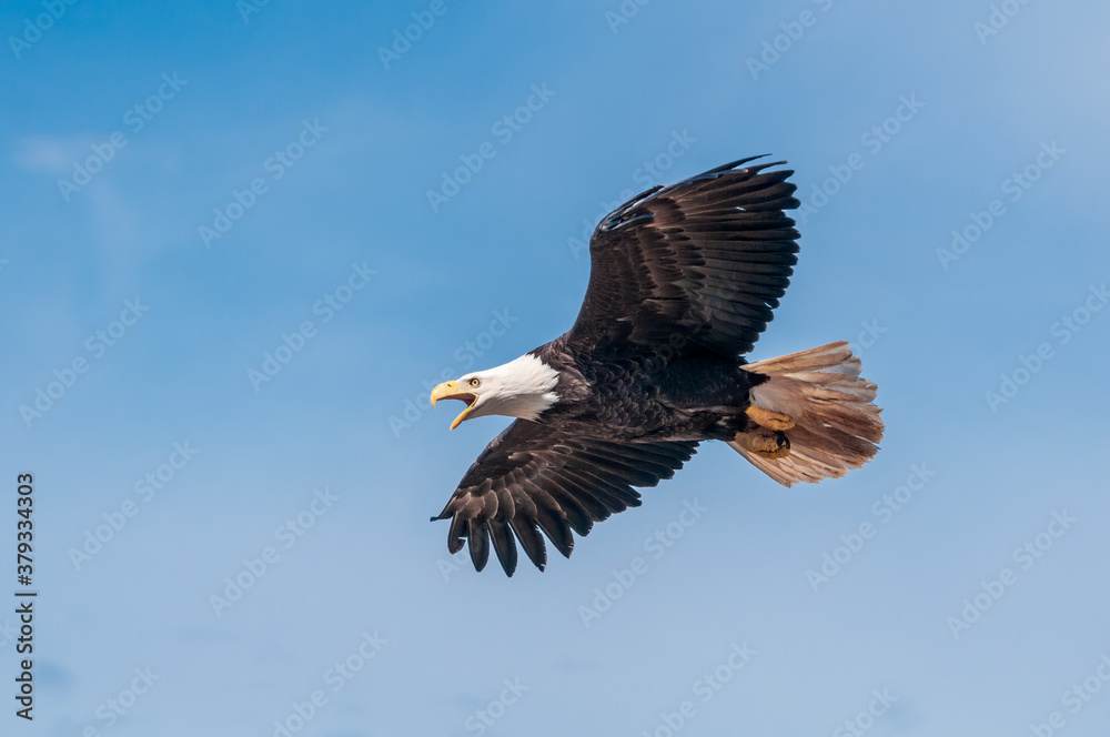 Fototapeta premium Bald Eagle (Haliaeetus leucocephalus) at Chowiet Island, Semidi Islands, Alaska, USA