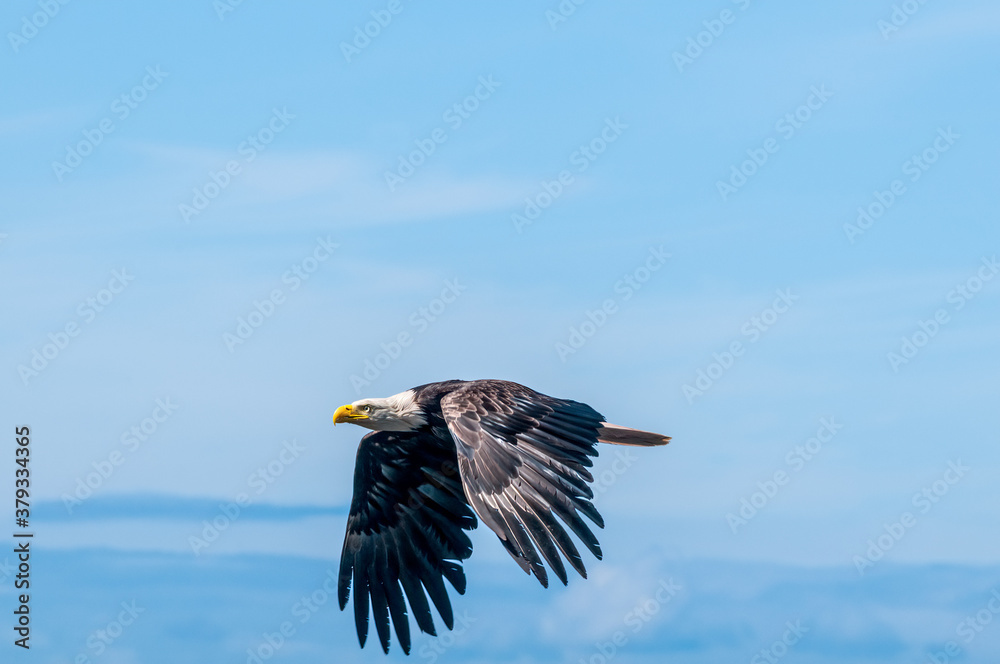 Obraz premium Bald Eagle (Haliaeetus leucocephalus) at Chowiet Island, Semidi Islands, Alaska, USA