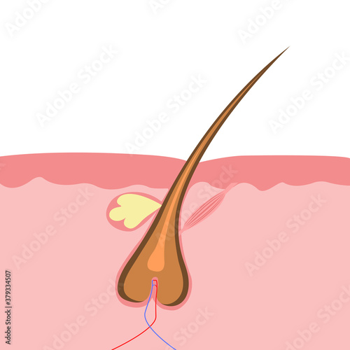 Hair structure. Vector illustration