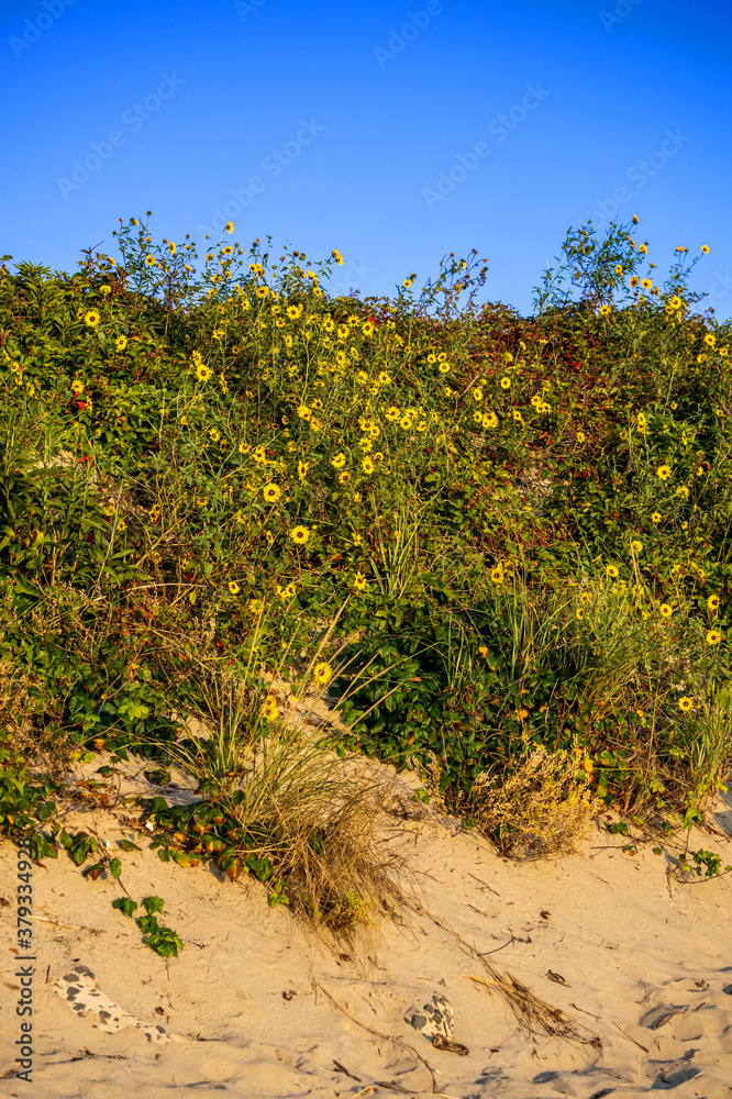 Wildflowers on the Dunes