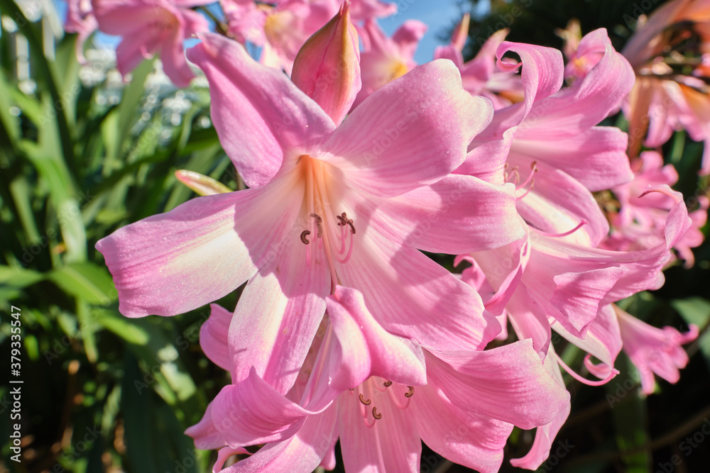 Naklejka premium Close-up of Amaryllis belladonna flowers. Mix of pink and white colors.