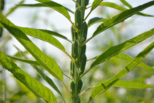 Sesame seed flower on tree in the field