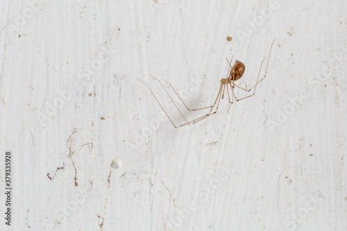 Pholcus phalangioides. Long-legged spider with the background of a white wall.