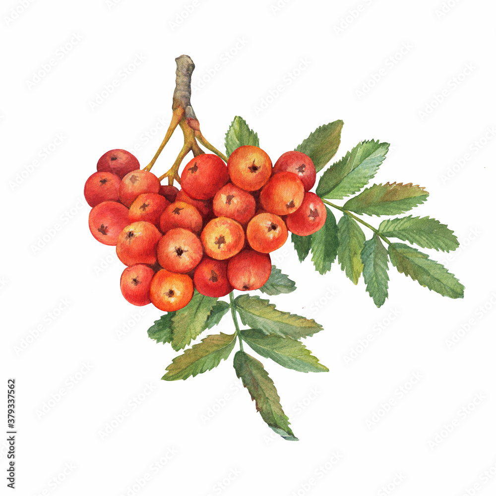 Red ripe rowan berries branch with green leaves ( known as the Sorbus aucuparia, mountain-ash, quick beam). Watercolor hand drawn painting illustration isolated on white background. - obrazy, fototapety, plakaty 
