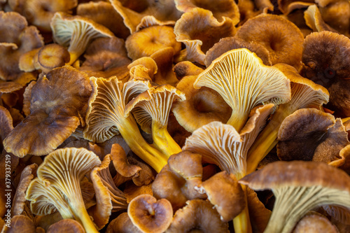 Background of fresh Craterellus tubaeformis mushrooms