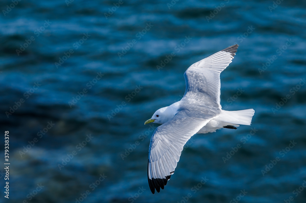 Black-legged Kittiwake (Rissa tridactyla) at St. George Island, Pribilof Islands, Alaska, USA Black-legged Kittiwake (Rissa tridactyla) at St. George Island, Pribilof Islands, Alaska, USA