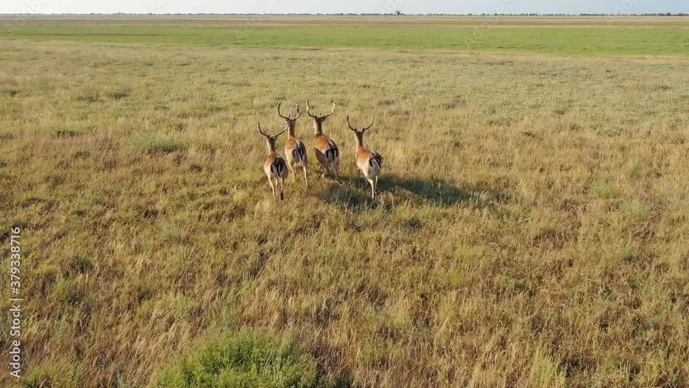 Aerial view of deers in the autumn steppe, sika deers in the autumn steppe, Herd of deer in autumn steppe aerial, aerial view of deers in the wild Aerial view of deers in the autumn steppe, sika deers in the autumn steppe, Herd of deer in autumn steppe aerial, aerial view of deers in the wild