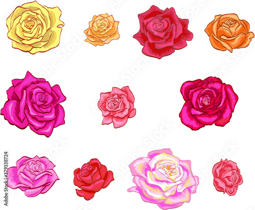 Set of isolated rose flowers