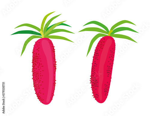 Red fruit, a fruit from Indonesia for health