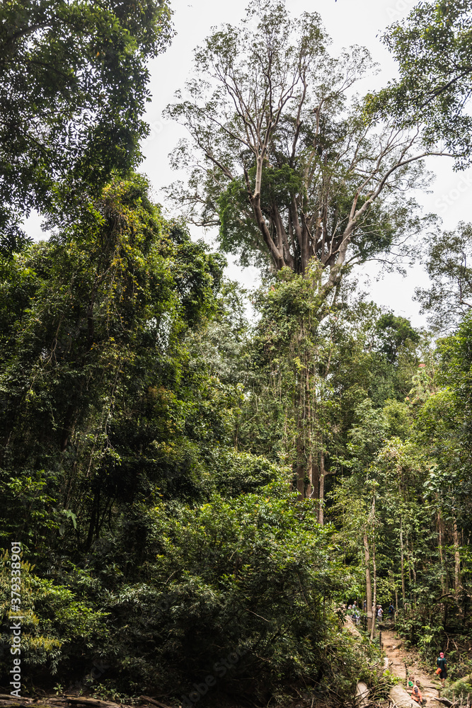 Obraz premium Taman Negara National Park and boottrip on the Tembeling river