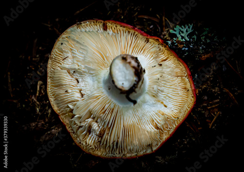 Mushroom up side down, with focus on the white gills of the fungi. Close up. photo