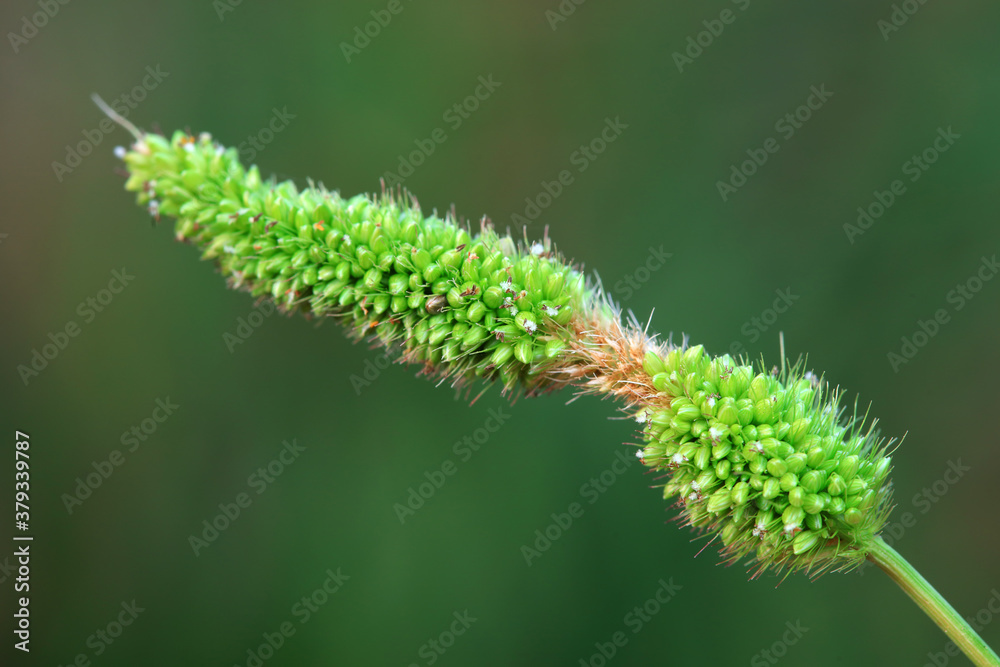 Abnormal growth of Setaria in the wild Abnormal growth of Setaria in the wild