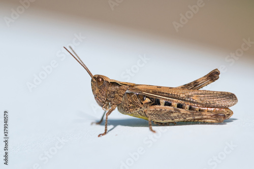 Brown grasshopper macro, insect side view, isolated on a white background © Ewa
