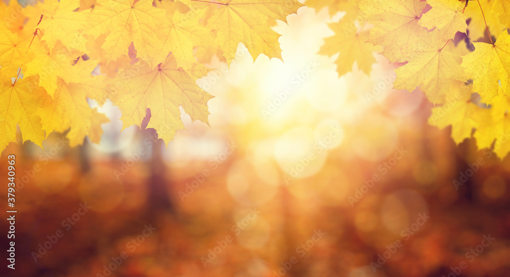 Naklejka premium Fall blurred background.