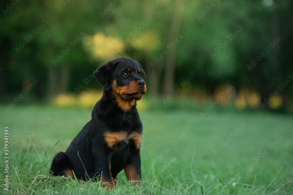 Rottweiler dog in nature. portrait of a puppy on the grass.