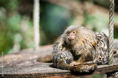 Petit singe ouistiti pygmée photo