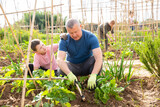 Cute preteen boy helping his father work in vegetable garden on summer day.