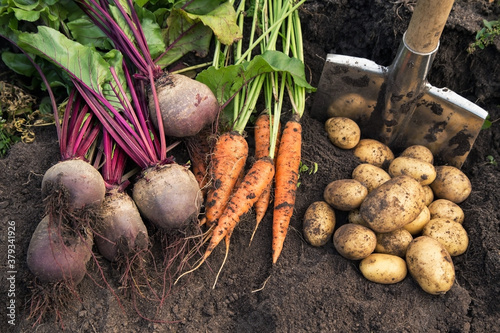 Autumn harvest of fresh raw carrot, beetroot and potatoes on soil in garden. Harvesting organic vegetables photo