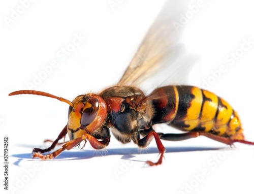 European hornet in latin Vespa crabro
