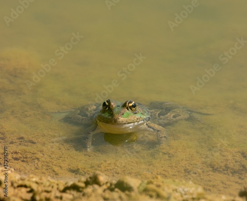 frog in the water looking at the camera
