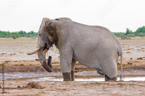 Elefant