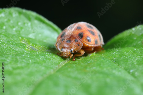 ladybugs on green leaves, North China © YuanGeng