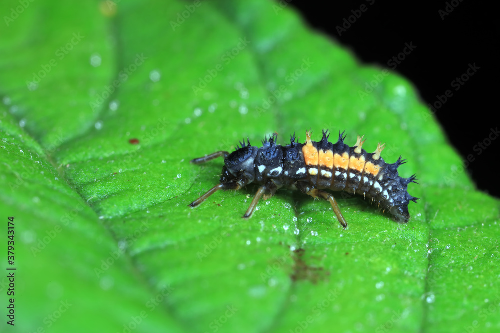 Ladybug larvae in natural state， north China