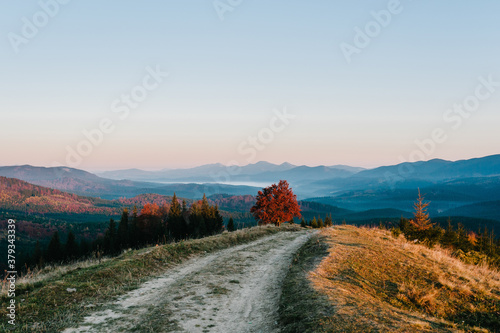 Autumn afternoon in the mountains. Trees on the edge of a hill in fall colors. The wonderful countryside in the morning. Amazing view with fog and high mountain peaks behind.