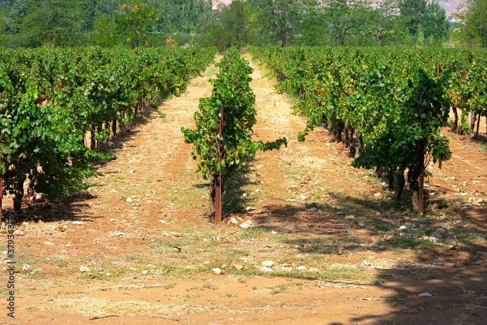 Vineyard in the Bekaa valley, Lebanon