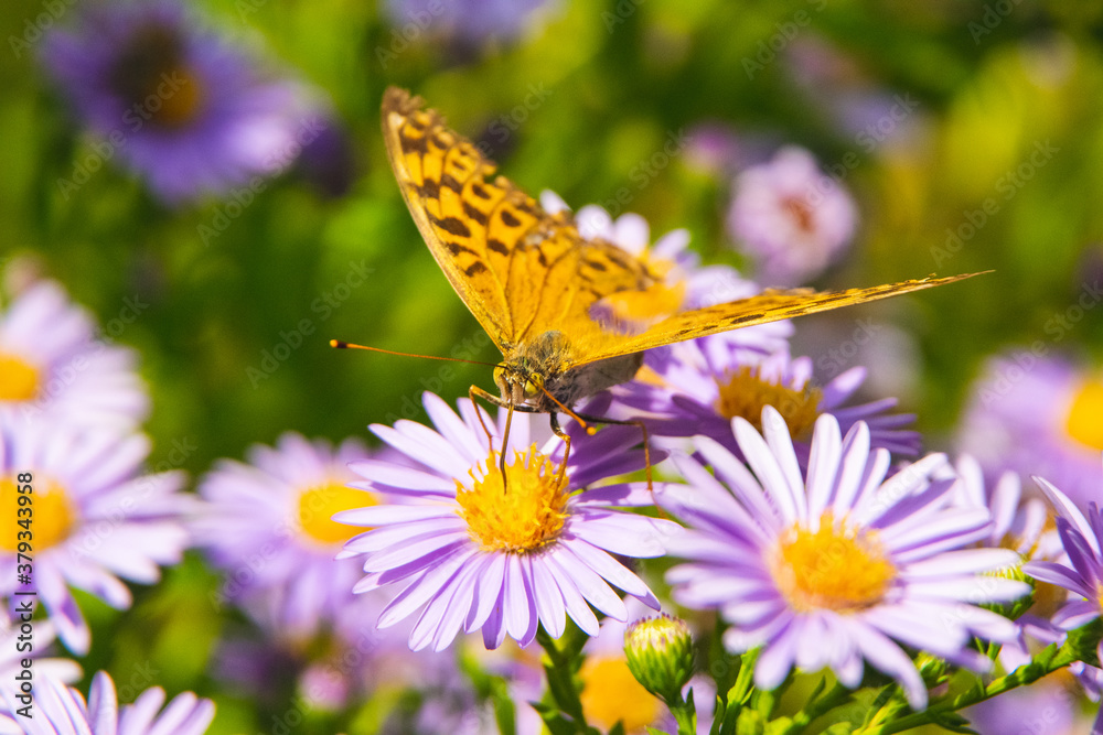 Beautiful butterfly feeding on a bright pink flower closeup. Beautiful butterfly feeding on a bright pink flower closeup.