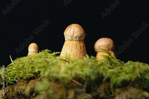 Boletus projectellus mushrooms growing up in a green moss on a black background. Studio shot photo