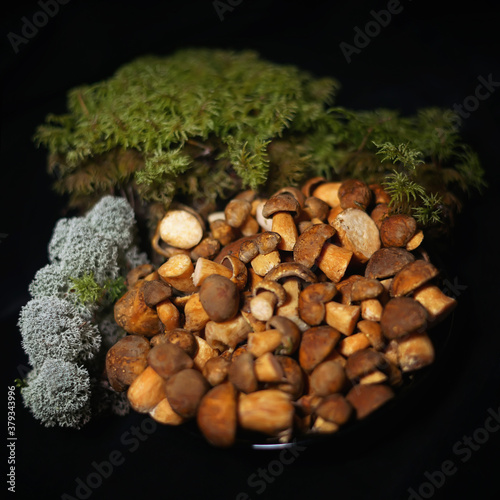 Freshly cut yellow Mossiness mushrooms placed in a bowl with a green moss on a black background. Studio shot