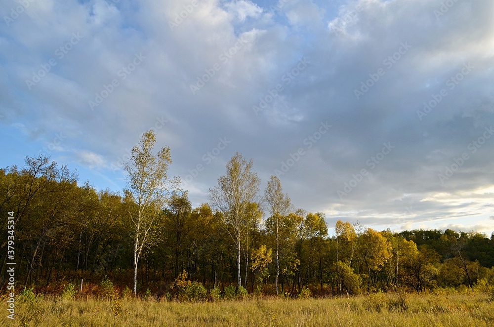 landscape with trees