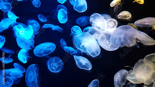 Jellyfish changes colours under fluorescent illumination © nikol85
