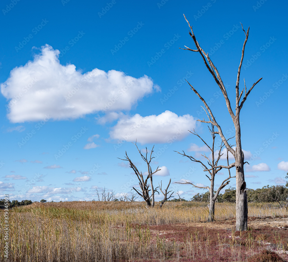 Dry Lagoon landscape, important wetland habitat, natural South Australian Riverland landscape. Dry Lagoon landscape, important wetland habitat, natural South Australian Riverland landscape.