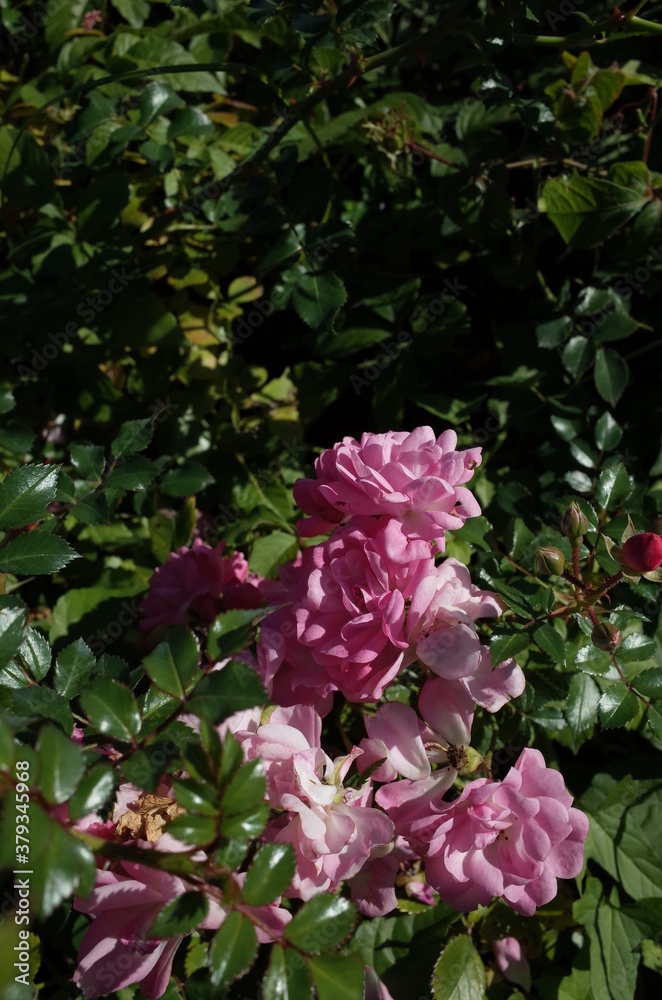 Light Pink Flower of Rose 'Satina' in Full Bloom
Light Pink Flower of Rose 'Satina' in Full Bloom