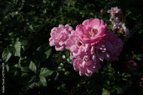 Light Pink Flower of Rose  Satina  in Full Bloom 