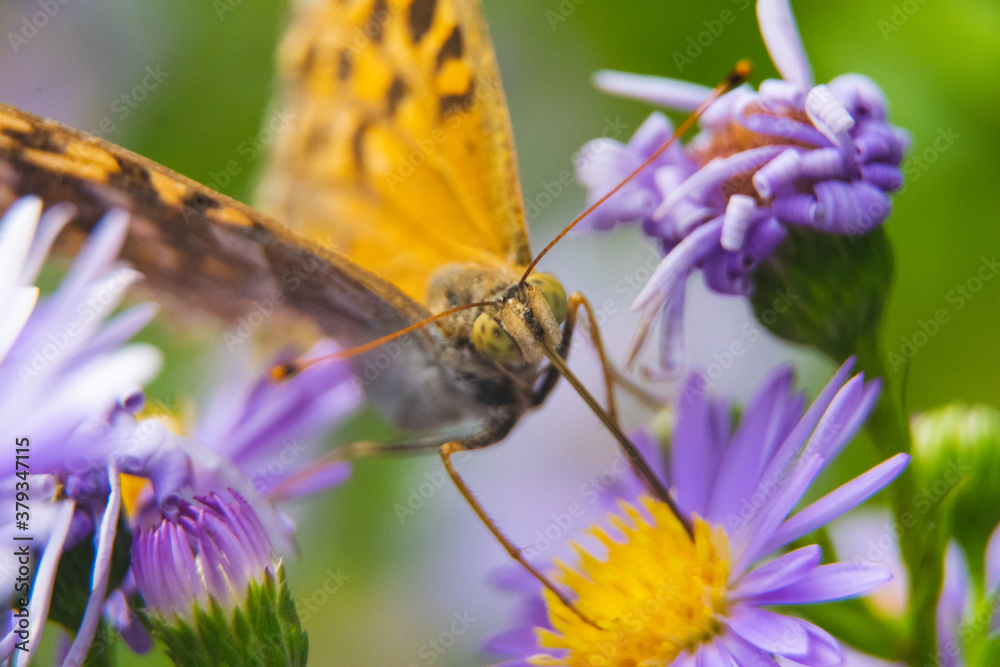 Beautiful butterfly feeding on a bright pink flower closeup. Beautiful butterfly feeding on a bright pink flower closeup.