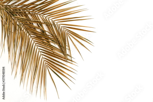 Gold palm leaves frame isolated on a white background. top view. copy space. ...