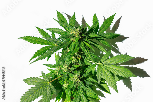 buds of blooming green cannabis on a low bush on a white background