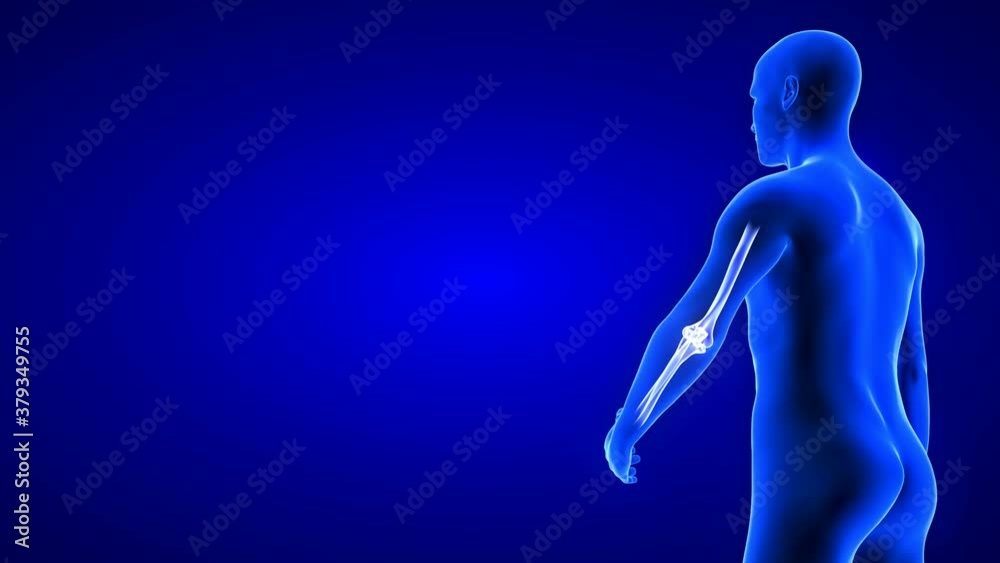 Elbow Pain animation from rear view - close-up. Blue Human Anatomy Body 3D Scan render - seamless loop on blue background Elbow Pain animation from rear view - close-up. Blue Human Anatomy Body 3D Scan render - seamless loop on blue background